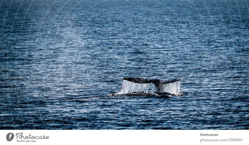 Grauwal-Schwanz schön Körper Meer tauchen Natur Tier beobachten groß wild grau Ventura Säugetier Wal Leitwerke Wasser Flosse Barte marin Oberfläche baja Pazifik