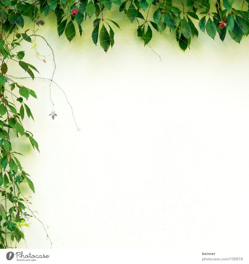Kletterpflanze Pflanze grün Ranke Wand Blüte zart umrandet Hintergrundbild Wachstum Blatt Kletterpflanzen Sommer Rahmen Natur