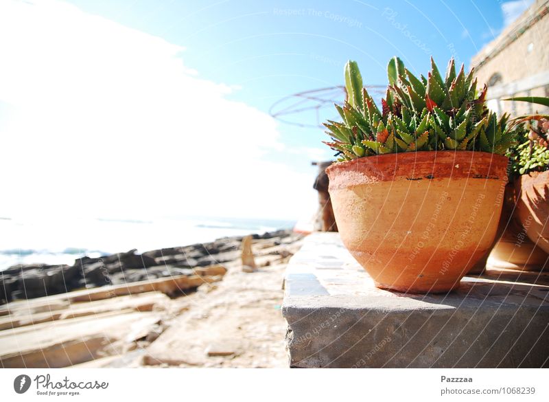 Zimmerpflanze im Urlaub Pflanze Garten hell Aloe Blumentopf Stein Sommerurlaub Marokko Atlantikküste Farbfoto Außenaufnahme
