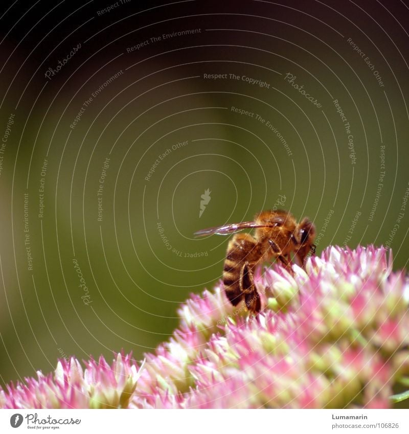 Klettermaja Sommer Blüte Insekt Biene krabbeln Sammlung Arbeit & Erwerbstätigkeit fleißig emsig Pollen Staubfäden Honig süß glänzend Physik weich samtig Vorrat