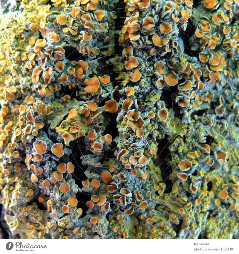 Korallenriff ? netzartig mehrfarbig Loch Baum Sporen Pflanze Botanik pflanzlich Flechten binden Lichen Grünalgen orange offen Öffnung Strukturen & Formen