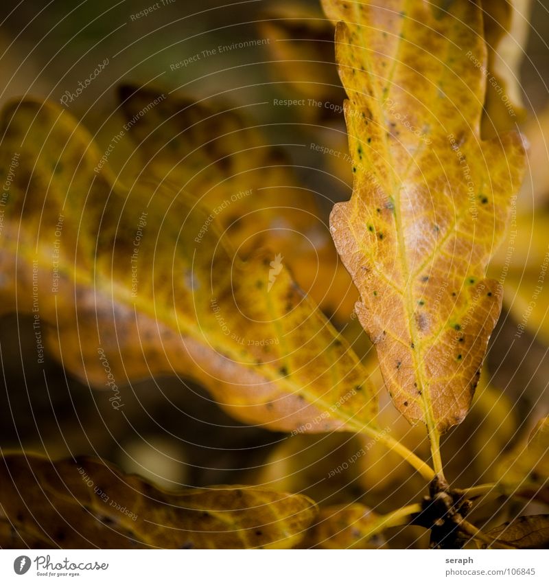 Herbstlaub Baum Eiche Eichenblatt Blatt Baumkrone acer Blätterdach Natur herbstlich Jahreszeiten Blattfaser Blattadern Blattgrün Farbe Färbung Pflanze Laubbaum