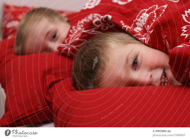 Zwei Jungs eingekuschelt im Bett Mensch maskulin Kind Kleinkind Junge Bruder Familie & Verwandtschaft Freundschaft Kindheit 2 1-3 Jahre 3-8 Jahre Bettwäsche