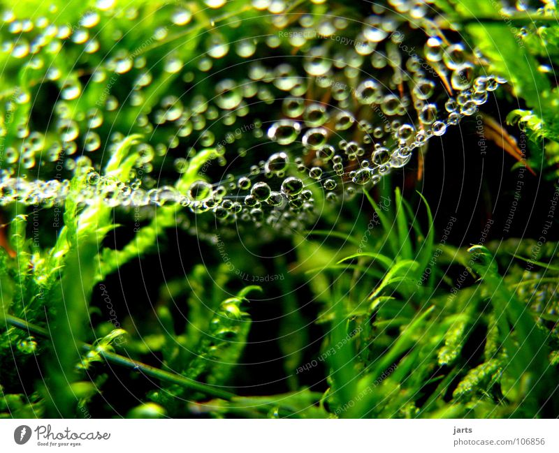 Tropfenhimmel Wassertropfen Spinnennetz grün Gras frisch feucht Herbst Makroaufnahme Nahaufnahme Regen Seil Netz Natur jarts