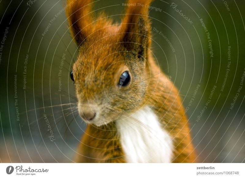 Eichhorn Eichhörnchen Gesunde Ernährung Fressen Gesicht Pelztier Tierporträt Landraubtier Wildtier eichkater Waldtier Säugetier Auge Blick in die Kamera Nase