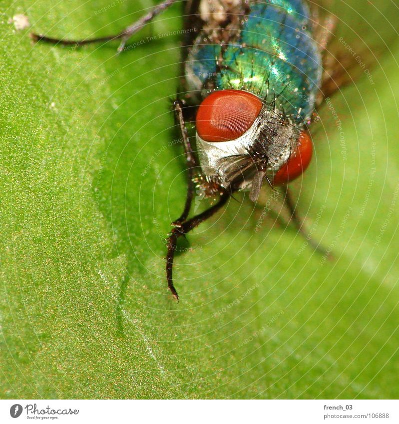 Makro-Fliege 2 Natur Pflanze Tier Blatt Tiergesicht Flügel 1 Reinigen sitzen bedrohlich blau grün rot Reinlichkeit Sauberkeit faszinierend Insekt leicht