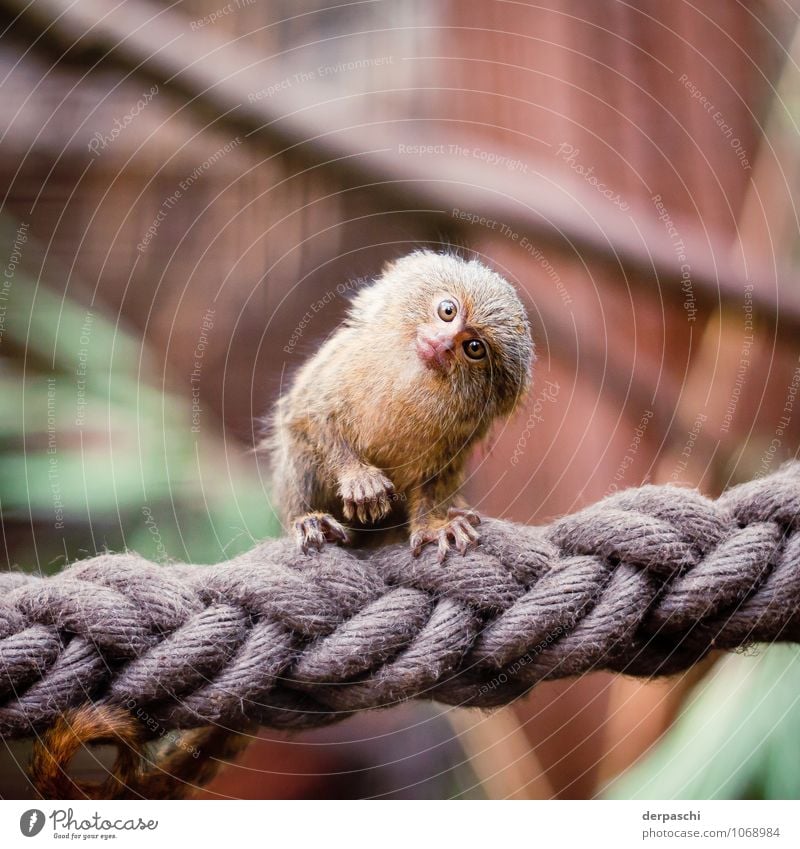 Was los? Tier Wildtier Tiergesicht Fell Zoo Affen 1 Neugier braun Neigung Fragen erstaunt Farbfoto Außenaufnahme Nahaufnahme Menschenleer Unschärfe