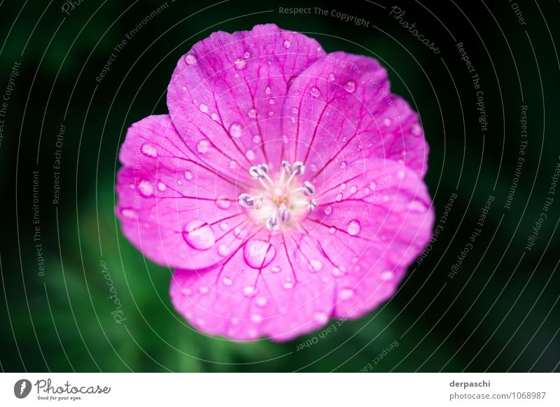 Pinke Tropfen Pflanze Wassertropfen Frühling Regen Blume Blüte nass rosa Farbfoto Außenaufnahme Makroaufnahme Menschenleer Unschärfe Schwache Tiefenschärfe