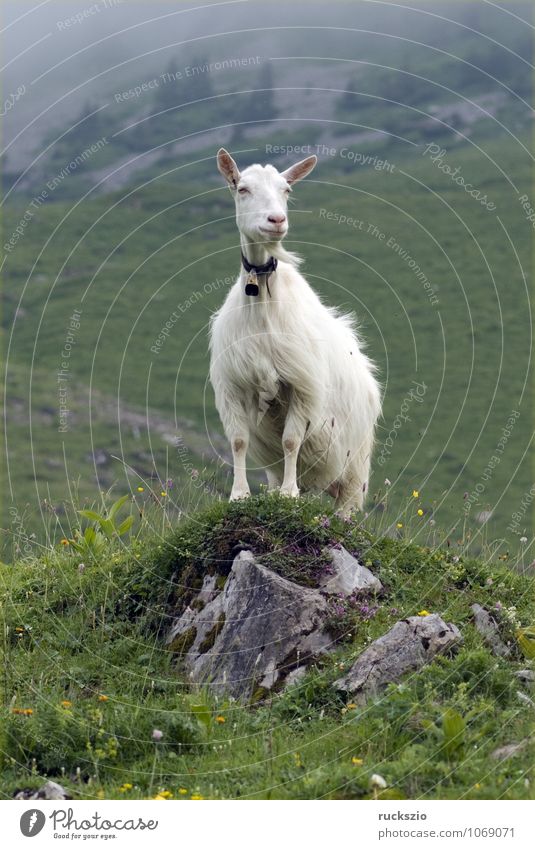 Ziegen auf Weide Milch Berge u. Gebirge Landwirtschaft Forstwirtschaft Landschaft Tier Herde frei weiß Appenzellerland Schweiz ländlich Alm Hochgebirge Goats