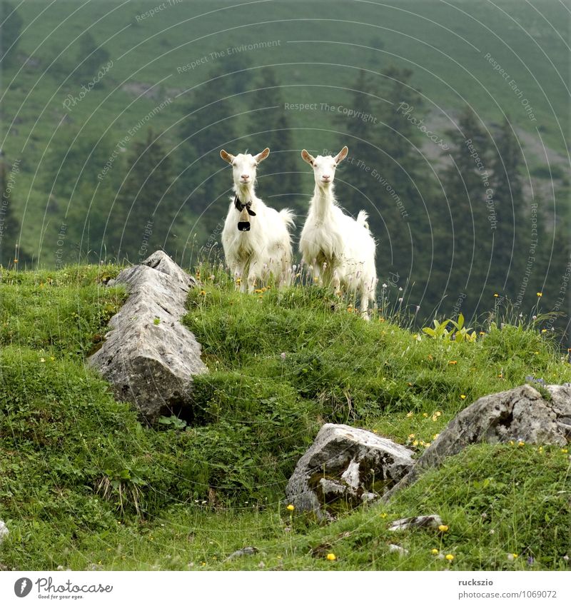 Ziegen auf Weide Milch Berge u. Gebirge Landwirtschaft Forstwirtschaft Landschaft Tier Herde frei Zusammensein weiß Appenzellerland Beieinander ländlich Alm