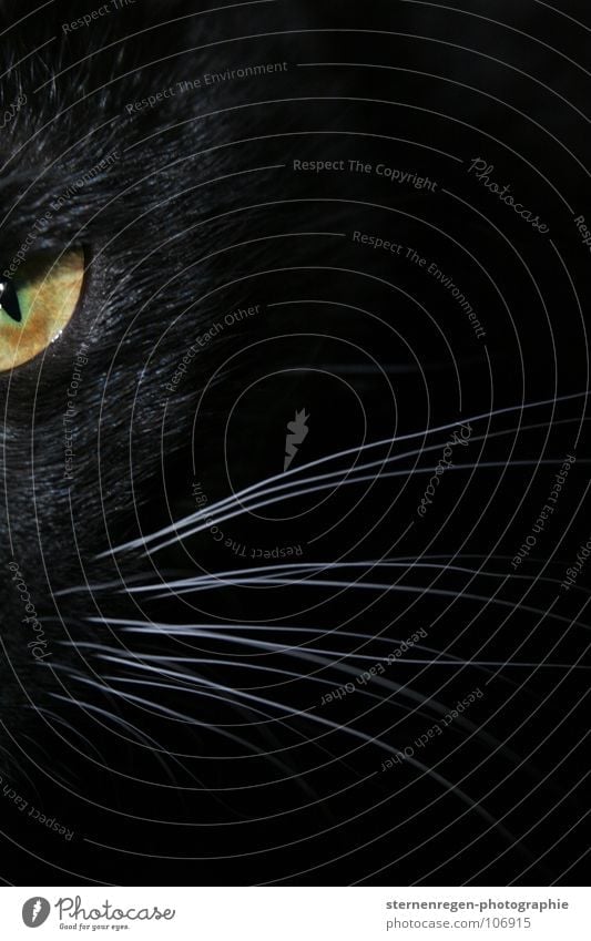 mrrr. Katze schwarz Leopard bedrohlich Angriff Tierporträt Säugetier schwarze katze grüne augen grünes auge Schwarzweißfoto Katzenauge Hauskatze Auge