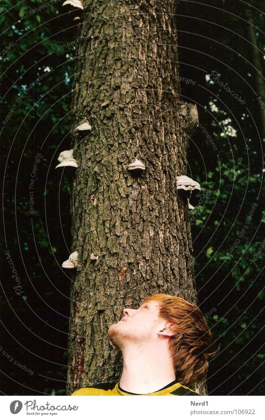 Baumpilze Mann Neugier Wald Baumrinde grün Natur Kopf Pilz Junger Mann 18-30 Jahre Wegsehen beobachten Blick nach oben Baumstamm Porträt Profil