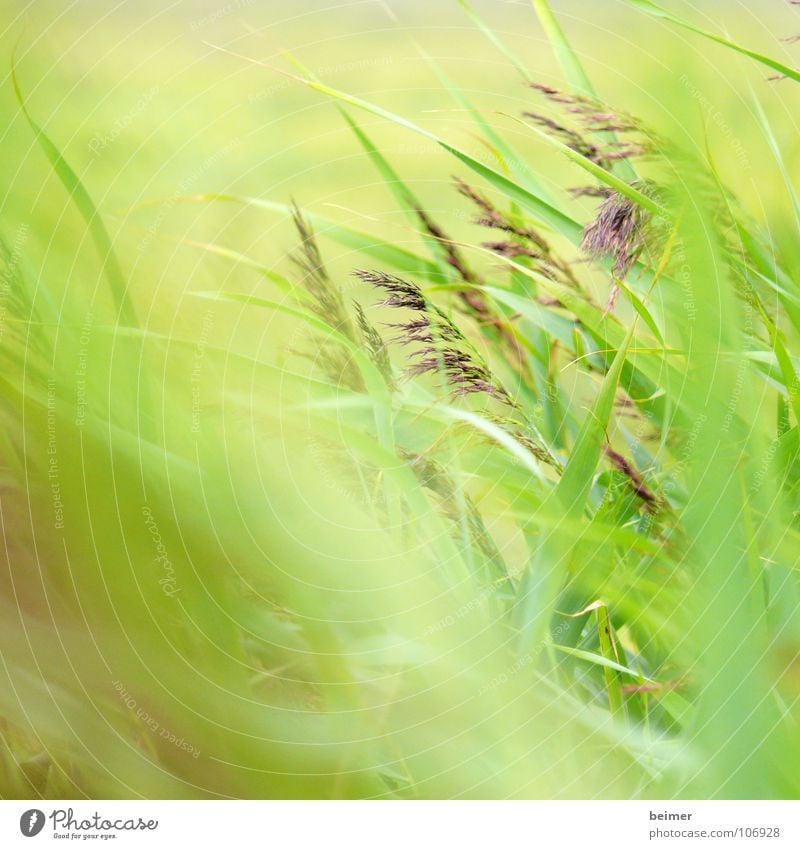 Grünzeug Gras grün Halm Unschärfe Wiese Sommer weich Wind Stranddüne Natur