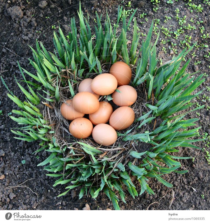 Eier suchen im Garten an Ostern Osterei Bioeier Bioprodukte Erde Pflanze Lilien Nest Osternest Gelege Gesundheit natürlich braun grün verstecken