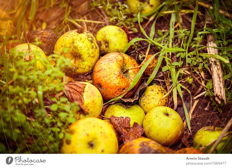 Fallobst Lebensmittel Frucht Apfel Ernährung Gesundheit Umwelt Natur Erde Herbst Gras alt dehydrieren authentisch Duft dunkel einfach frisch natürlich saftig