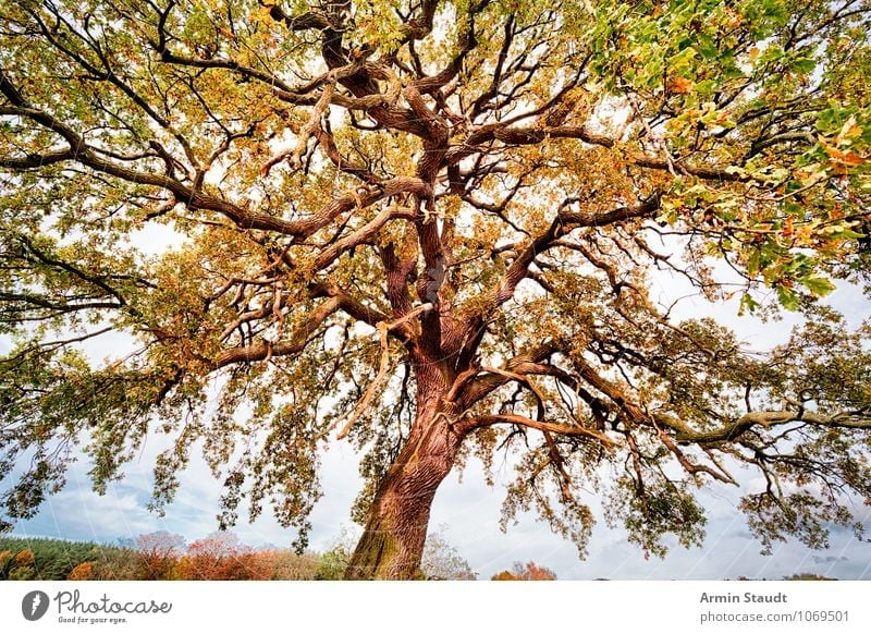 Herbstbaum Natur Landschaft Himmel Sommer Schönes Wetter Pflanze Baum Feld Wald entdecken Wachstum ästhetisch außergewöhnlich frei frisch groß natürlich schön