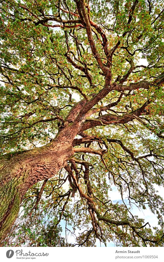 Streben Natur Himmel Sommer Herbst Pflanze Baum Eiche Linde Baumkrone Ast Wald ästhetisch außergewöhnlich frisch groß natürlich braun grün Stimmung Lebensfreude