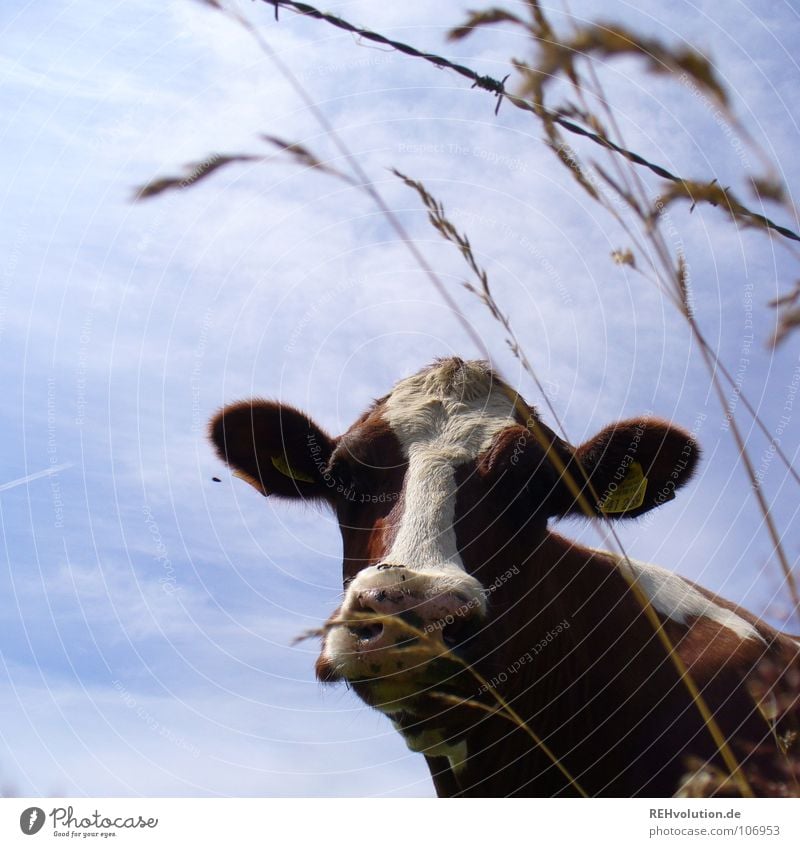 ... beim Picknick belauscht! Kuh Gras Fleckvieh Vieh Tier muhen braun Stacheldraht Säugetier scheckig Nutztier Himmel Maul Blick Blick in die Kamera Tiergesicht