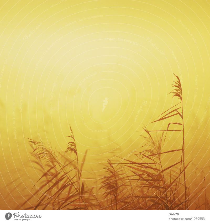 Schilf im Morgenlicht Umwelt Natur Landschaft Pflanze Sonne Sonnenaufgang Sonnenuntergang Sonnenlicht Winter Klima Schönes Wetter Nebel Gras Blatt Schilfrohr