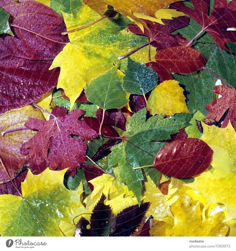 Bunte Herbstblaetter, Natur Pflanze Blatt leuchten wild mehrfarbig gelb rot Herbstlaub Herbstimpression Herbstfärbung Färbung Ahornblatt Perueckenstrauch Wein