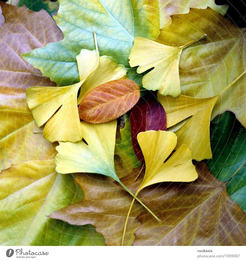 Bunte Herbstblaetter, Natur Pflanze Blatt leuchten wild mehrfarbig gelb rot Herbstlaub Herbstimpression Herbstfärbung Ahornblatt Ginkgo Perueckenstrauch Wein