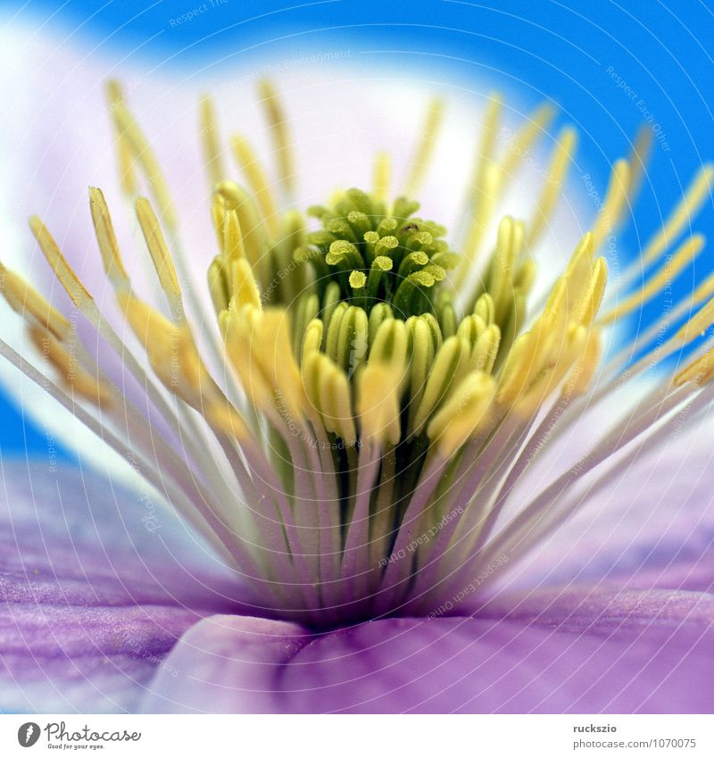 Clematis montana, Natur Pflanze Blume Blühend frei blau mehrfarbig gelb rosa Montana Clematis-Hybride montana rosa Blueten Waldrebe Kletterpflanzen