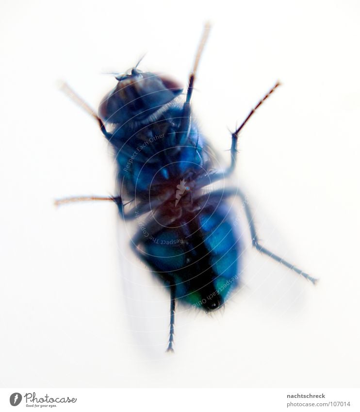 Fliege am Küchenfenster Insekt wild Tier Hautflügler Flügel Bauch blau Makroaufnahme Haare & Frisuren Beine Biene Detailaufnahme