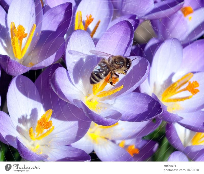Krokus, Biene; Pollenhoeschen; Apis; mellifera; Natur Pflanze Tier Frühling Blume Wildpflanze Haustier springen Krokusse Honigbiene Insekt Bestaeubung