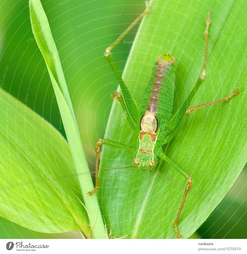 Kurzschwaenzige Plumpschrecke, Mimikry Tier Wildtier Flügel grün Langfühlerschrecke ähnlich Gliederfüßer Heuschrecke Insekt Isophya Brevicauda Kurzfluegelig