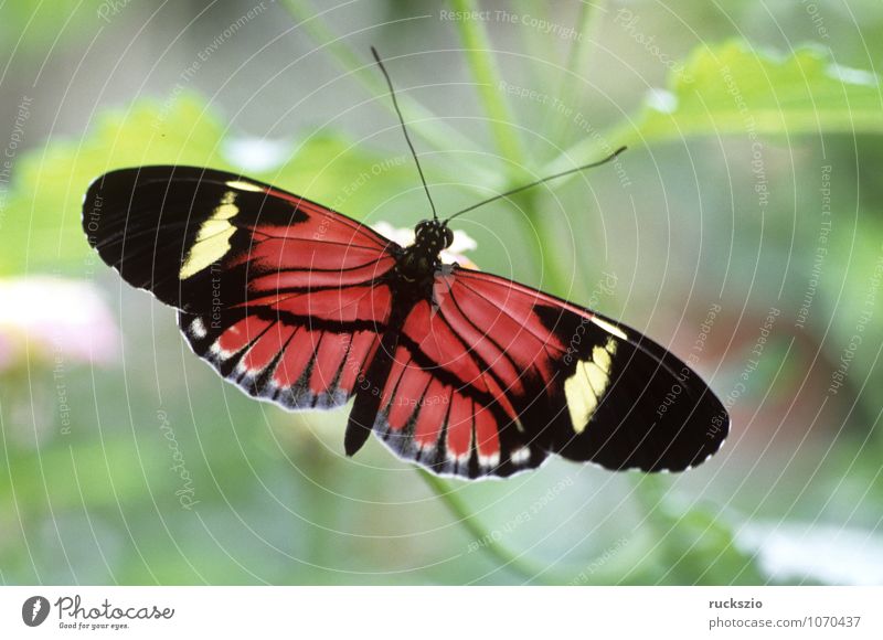 Postmann-Passionsfalter; exotisch Urwald Schmetterling mehrfarbig rosa Heliconius melpomene Tagfalter Insekt Tropischer Schmetterling Postman Passion Falter