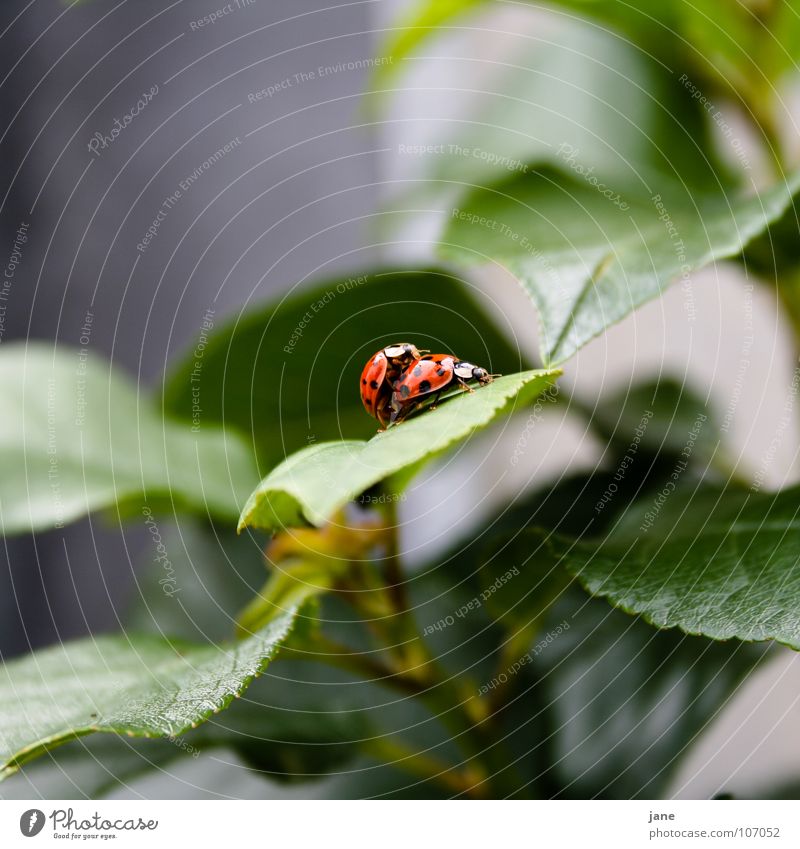 Frühlingsgefühle I Marienkäfer Sommer rot schwarz grün Tier Trieb halbkugeliger flugfähiger Käfer Punkt