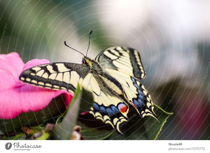 le papillon Tier Schmetterling 1 Leichtigkeit Schwalbenschwanz zart leicht Insekt Tragfläche Blüte Farbfoto Innenaufnahme Menschenleer Textfreiraum rechts