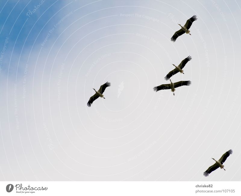 quintuples Storch Vogel groß schwarz weiß Schnabel Spannweite Luft Segeln gleiten Familienglück fruchtbar Freude Fünflinge Schwarm Babybote lange Beine Auftrieb