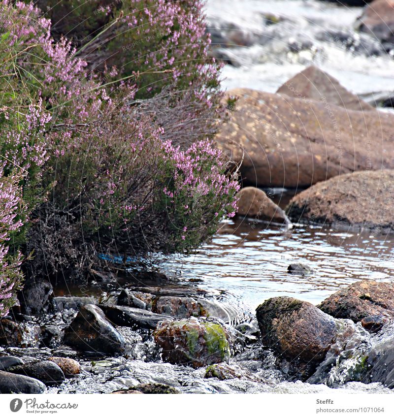 Wasserzeichen | alles fließt den Bach hinunter Schottland Sommer im Norden schottische Landschaft schottische Natur nordische Romantik schottischer Sommer