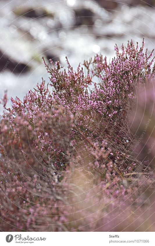 [600] Naturfarben der Heide in Schottland Heideblüte nordisch schottischer Sommer schottische Natur nordische Romantik nordische Natur Sommer in Schottland