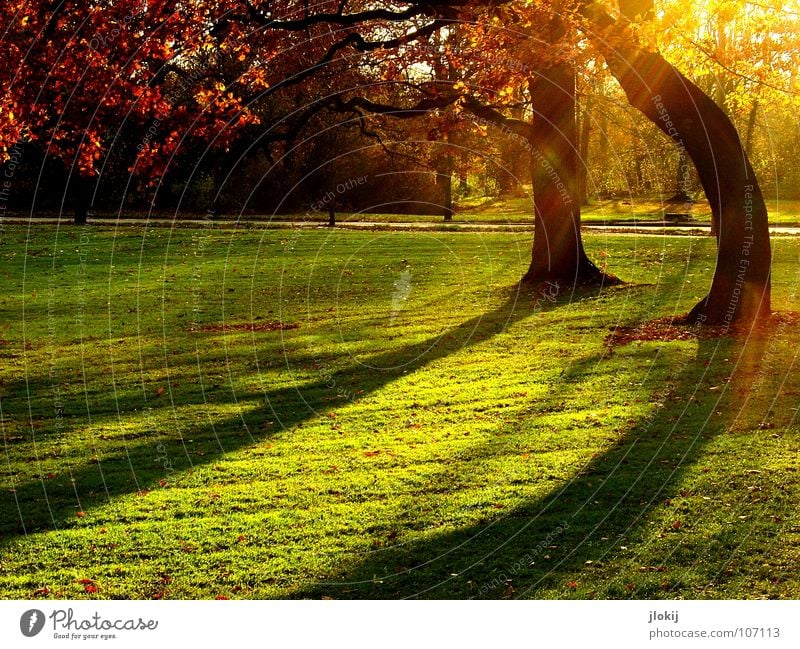 Abendstimmung Baum Park grün Wiese Gras Wachstum Herbst Schatten Gegenlicht Sonnenuntergang Nachmittag Blatt getrimmt Garten Himmelskörper & Weltall Lichtfleck