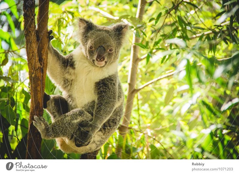 Koalalalala... II Baum Blatt Eucalyptus Eukalyptusbaum Wald Urwald Australien Tier Wildtier Zoo 1 beobachten festhalten hängen exotisch natürlich wild grün