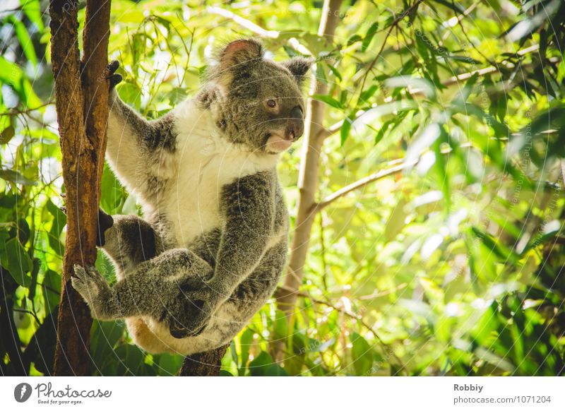 Koalalalala... I Baum Blatt Eucalyptus Eukalyptusbaum Wald Urwald Australien Tier Wildtier Zoo 1 beobachten festhalten hängen exotisch natürlich wild Idylle