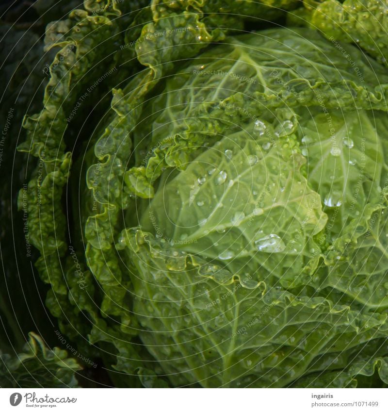 Wirsingkopf Lebensmittel Gemüse Ernährung Bioprodukte Vegetarische Ernährung Pflanze Nutzpflanze Kohl Kohlgewächse Garten glänzend Wachstum nass natürlich rund
