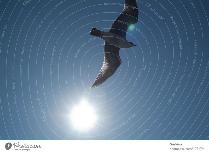 The seagull fly Sommer Himmel Vogel Lachmöwe sun freedom wing ocean bird sky Wind