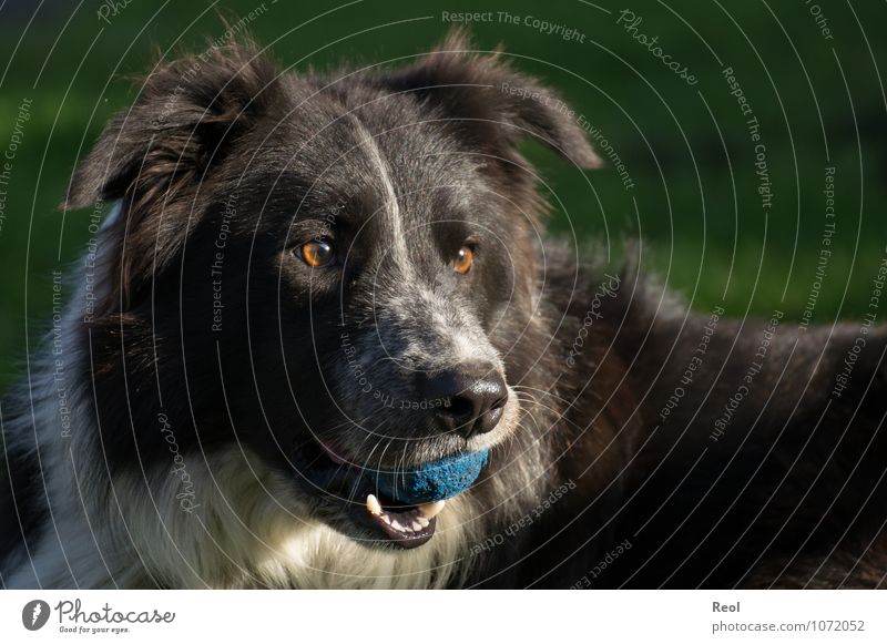 Verspielt Tier Haustier Hund Border Collie Hirtenhund 1 schwarz weiß spielkamerad Wachsamkeit Ball blau Fell Auge apportieren Spielen Farbfoto Gedeckte Farben