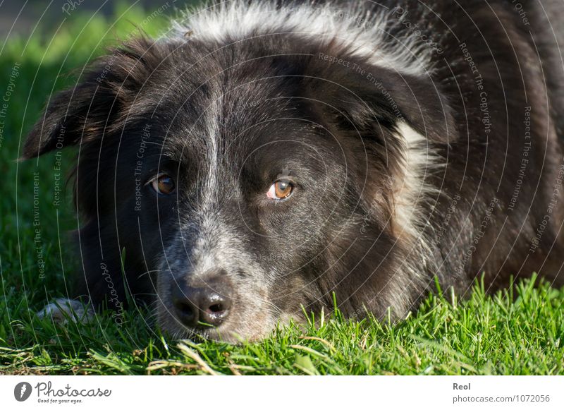Abwartend Natur Pflanze Tier Gras Wiese Haustier Hund Border Collie liegen Hirtenhund 1 grün schwarz weiß Leben Wachsamkeit Fell Auge Wegsehen Boden Kopf ruhig