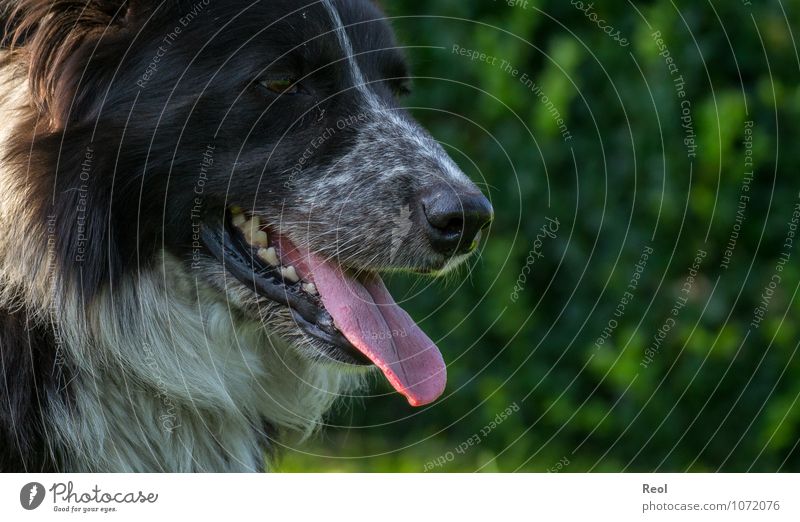 Entspannen Natur Haustier Nutztier Hund Border Collie Haushund Hirtenhund behüten 1 Tier Zunge Gebiss Scharfer Gegenstand Kopf Fell weiß schwarz Nase atmen