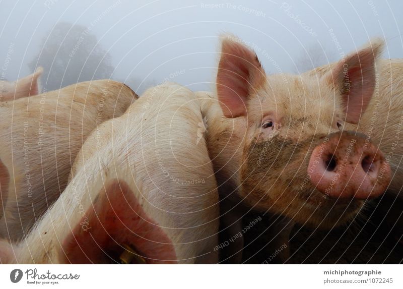 glückliche schweine Tier Nutztier Tiergesicht Fell 4 Tiergruppe Herde füttern Lächeln toben rosa Farbfoto Außenaufnahme Morgen Zentralperspektive Tierporträt