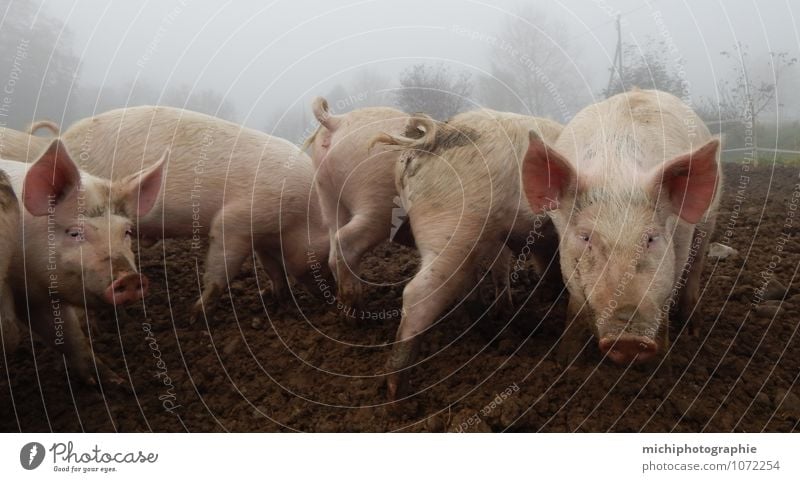 schweine Nutztier Tiergruppe Duft Essen machen Reinigen Gesundheit Sauberkeit klug schön braun grau rosa Fröhlichkeit Zufriedenheit Lebensfreude achtsam Team