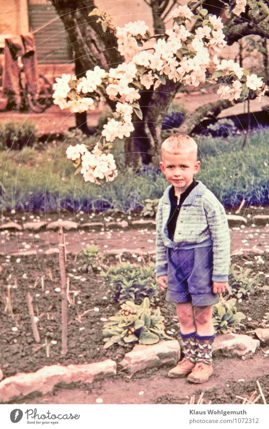 Zeitreise "Thronfolger" Kleinkind Junge Kindheit 1 Mensch 1-3 Jahre Frühling Baum Blüte Garten salow Bekleidung Hemd Hose Strümpfe Schuhe blond Stein beobachten