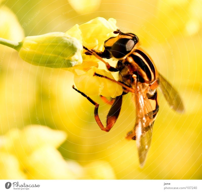Ich will saugen Sommer Landschaft Pflanze Tier Frühling Blume Blüte Wiese Fliege Sammlung Fressen gelb grün Pollen Wespen Fühler Honig Insekt Staubfäden Rüssel