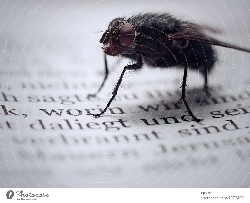 Herr Fliege und die Propheten Buch Insekt 1 Tier Schriftzeichen krabbeln lesen warten nah Kultur stagnierend Vergänglichkeit Bibel Text abstoßend bedrohlich