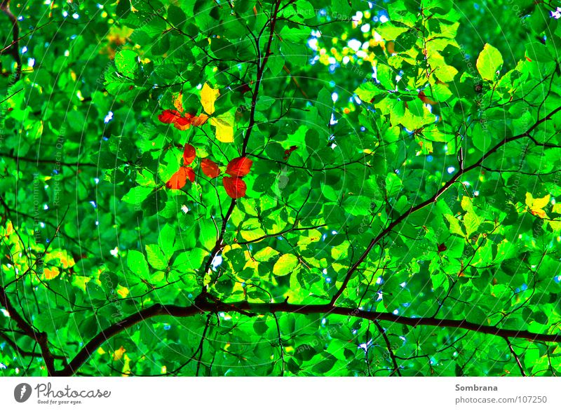 Autumn In Spring Herbst Mitte grün orange gelb Blatt Baum Ast Dach filigran Natur Wald durchscheinend Vergänglichkeit