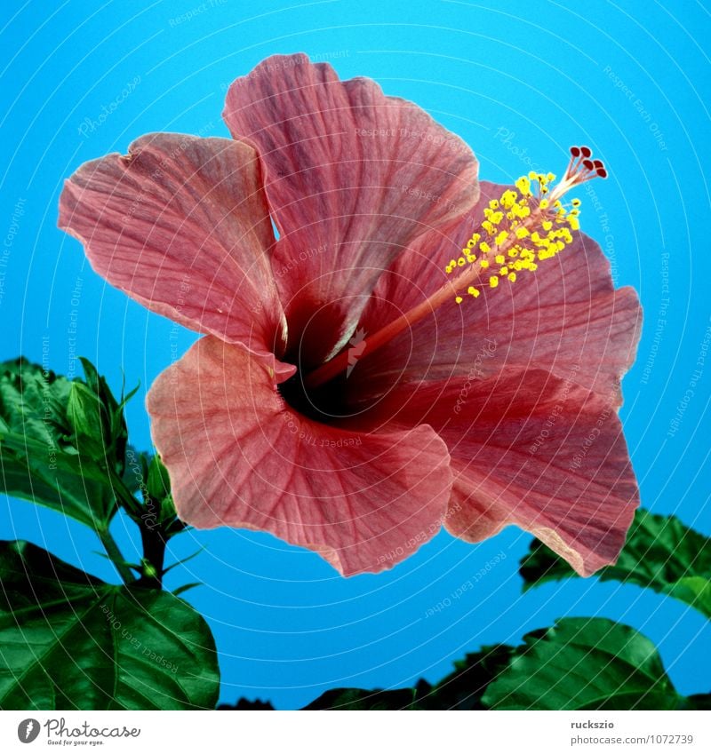 Hibiskus, Roseneibisch, Medikament Natur Blüte Topfpflanze frei blau rot Hibiscus Hibiscus rosa-sinensis Hibiskusbluete Heilpflanzen Heilgartenpflanze